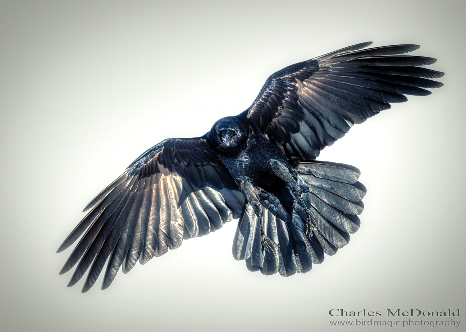 American Crow