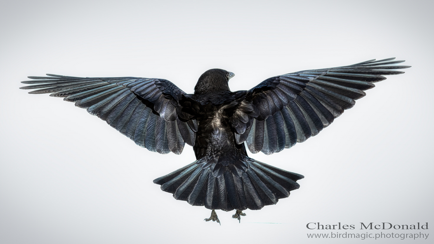 American Crow