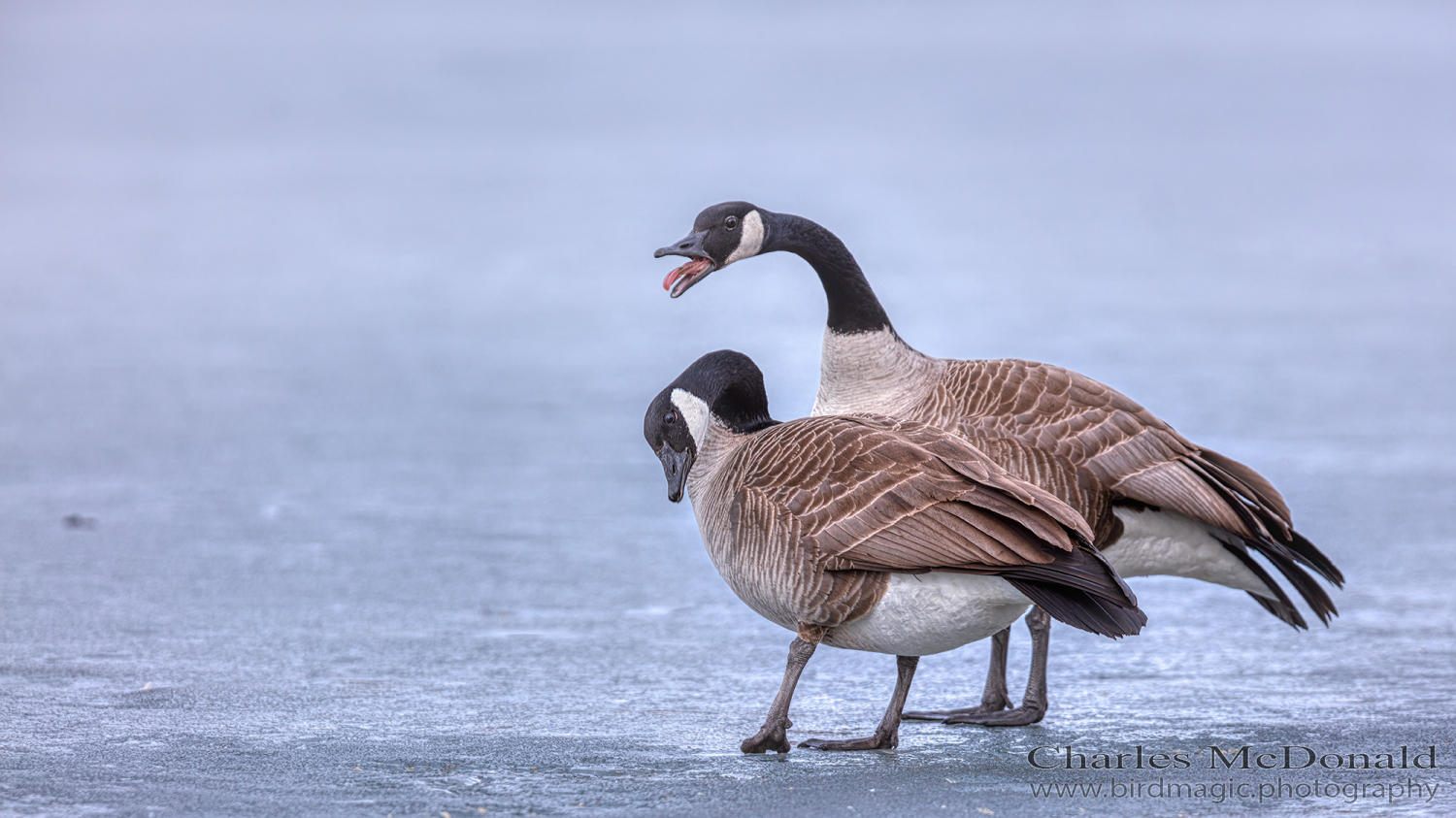 Canada Goose