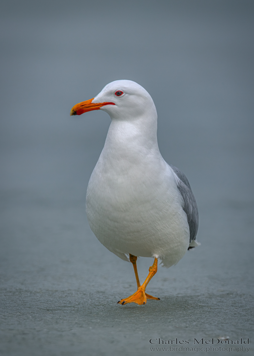 California Gull