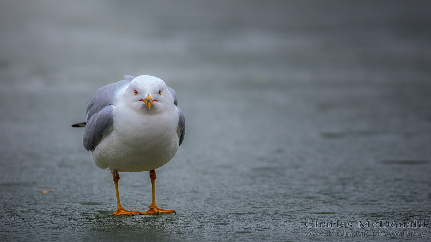 Ring-billed Gull