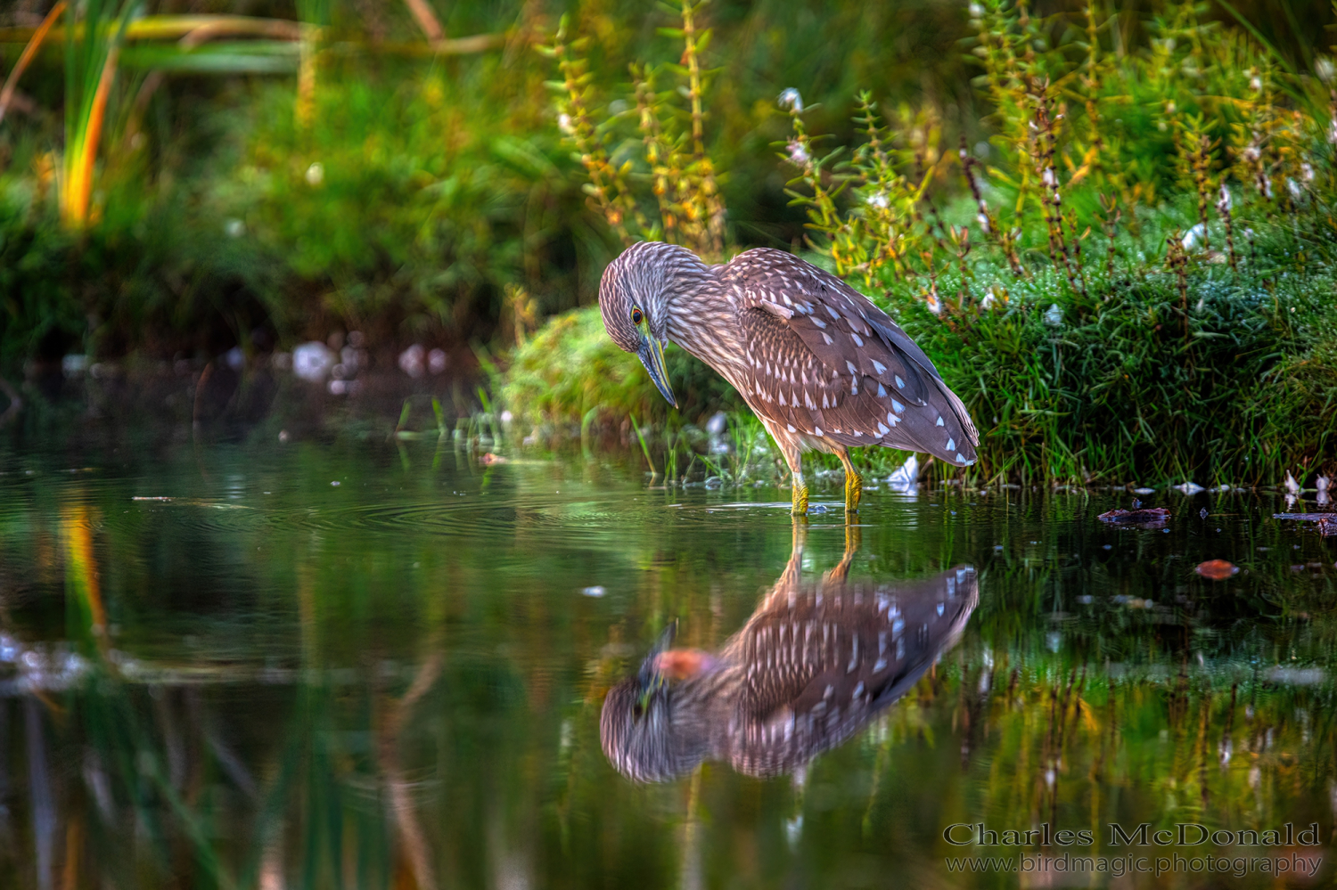 Black-crowned Night-Heron