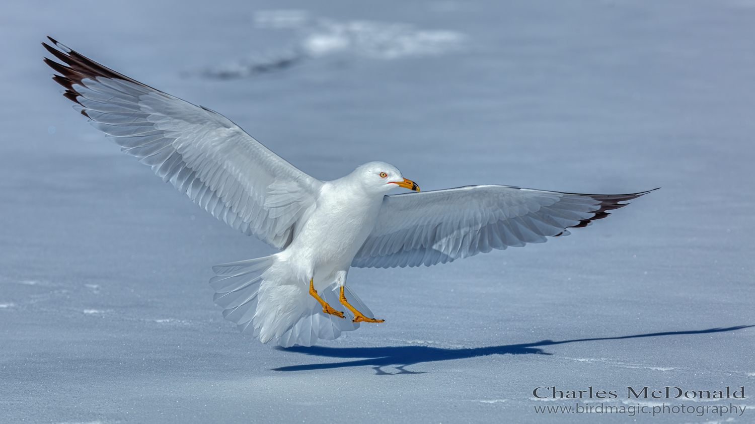 Ring-billed Gull