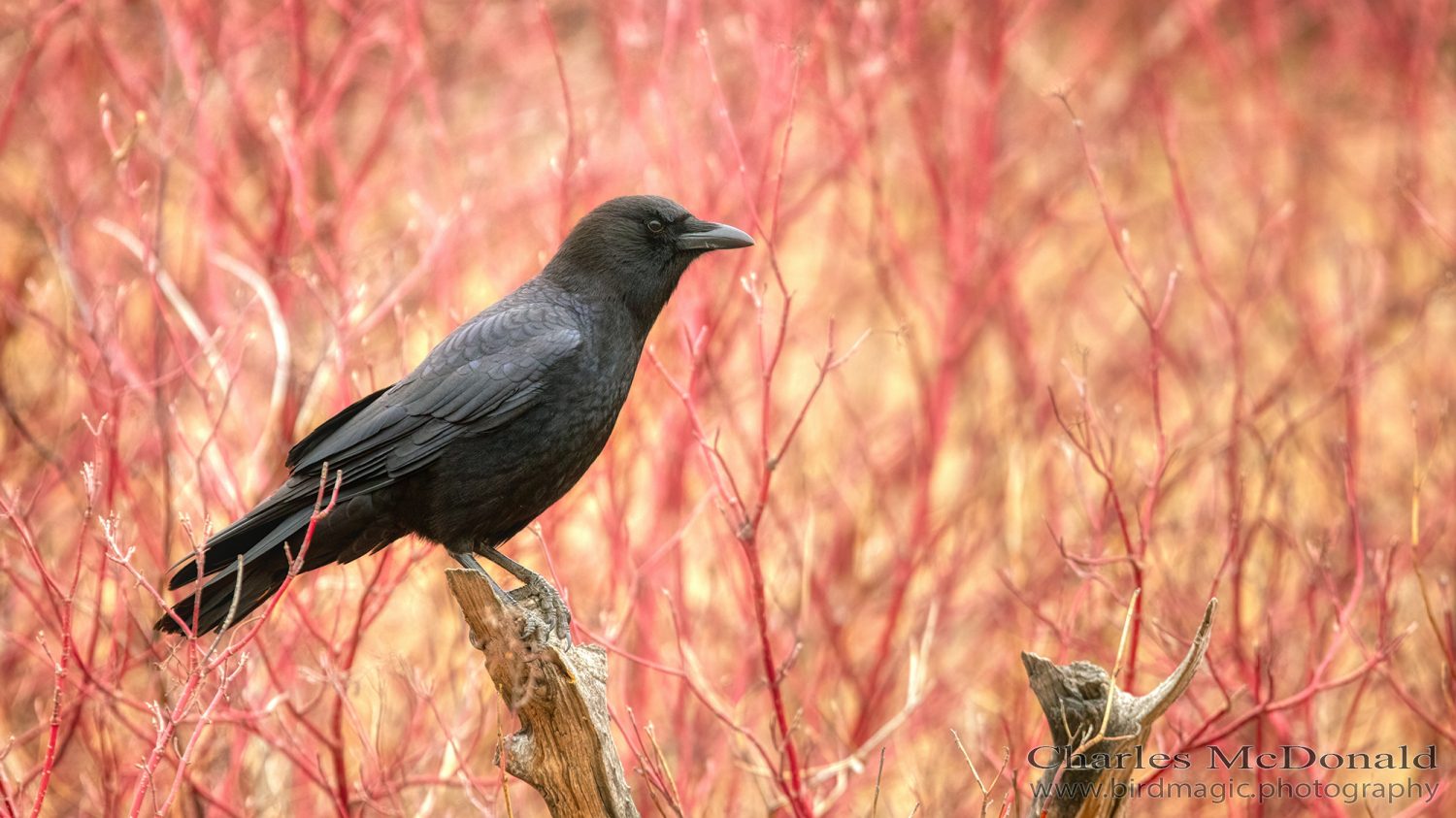 American Crow