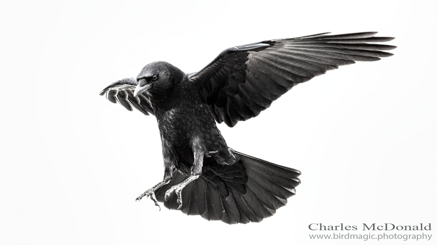 American Crow