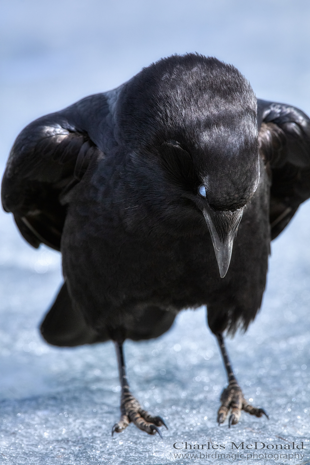 American Crow