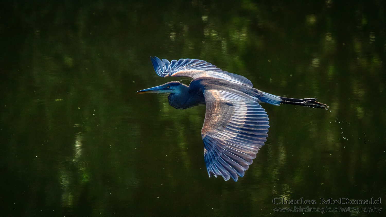 Great Blue Heron