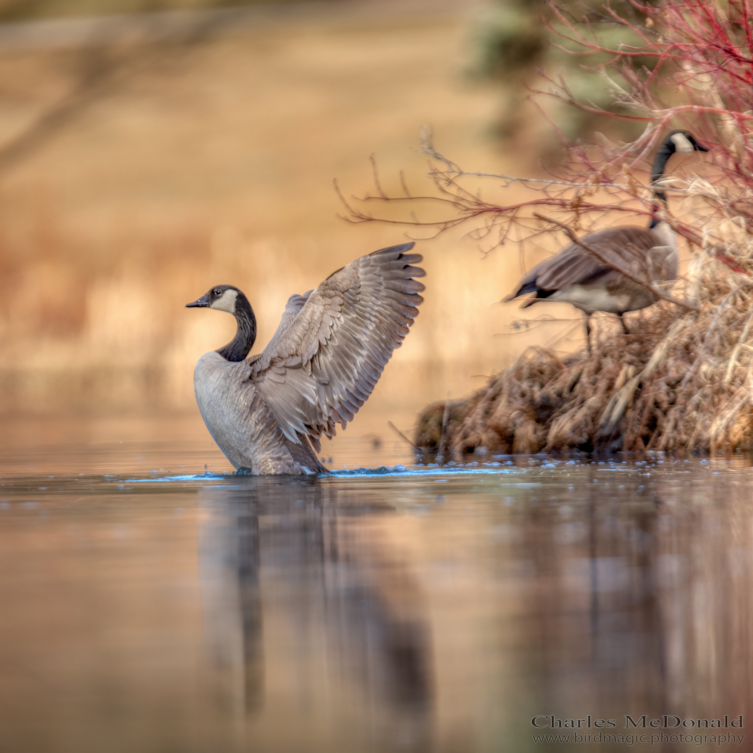 Canada Goose