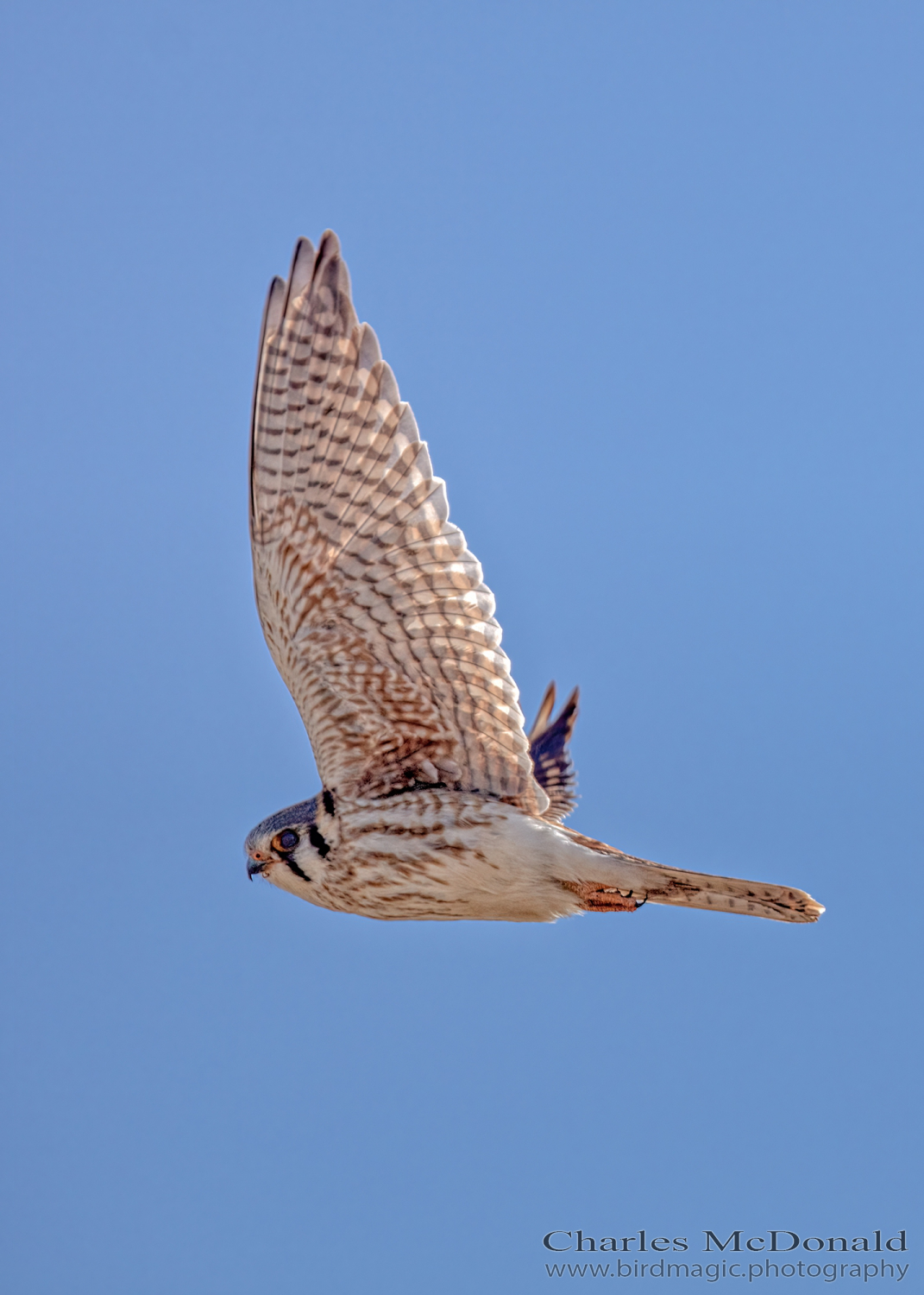 American Kestrel