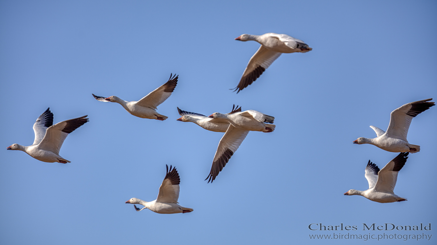 Snow Goose