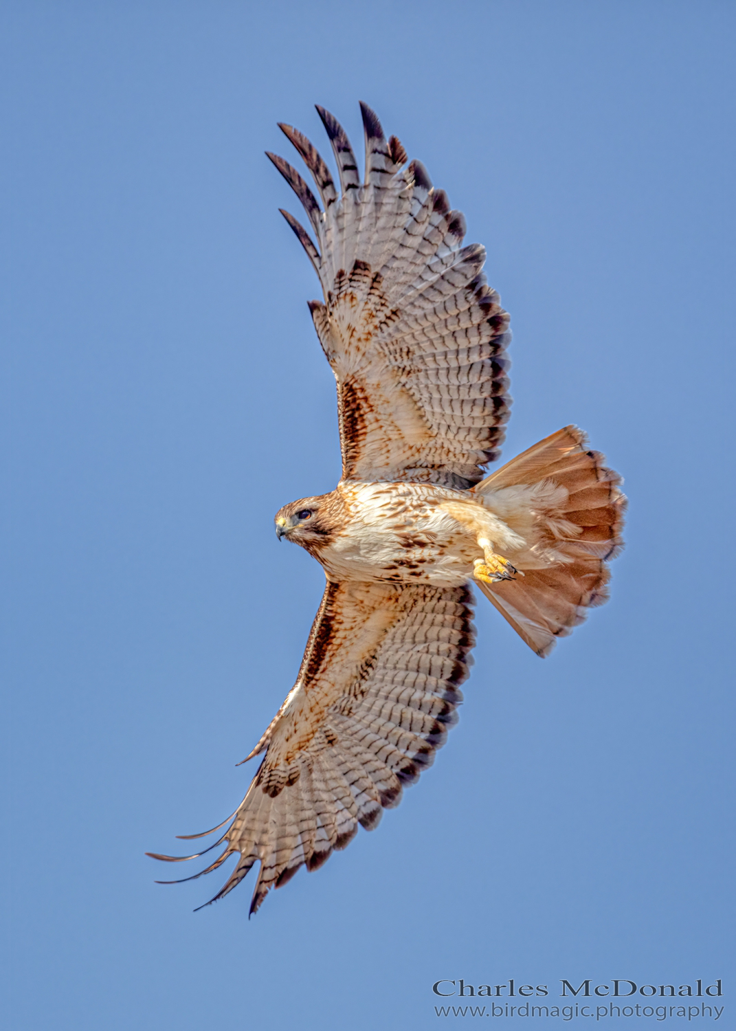 Rough-legged Hawk