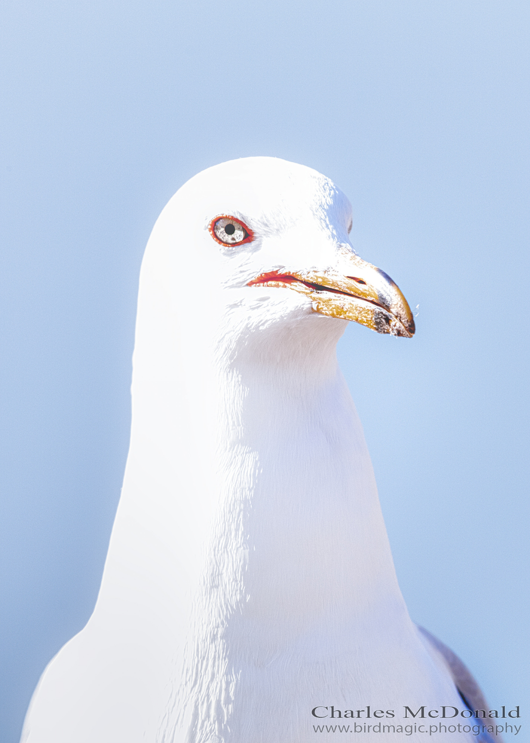 Ring-billed Gull