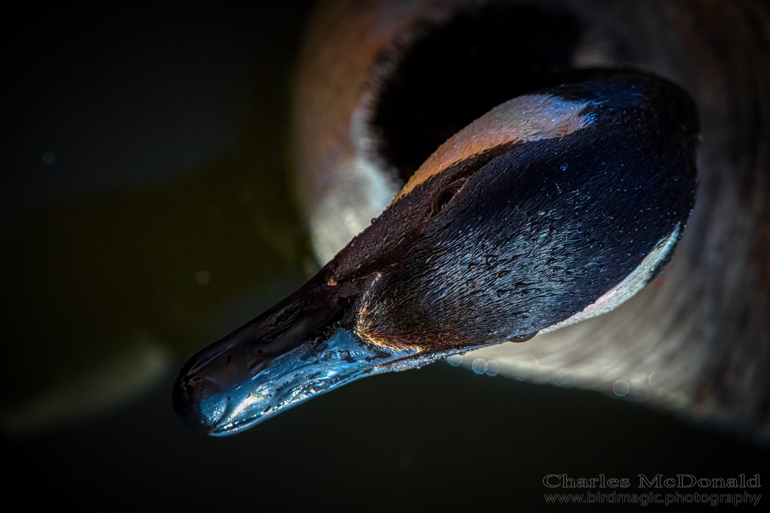 Canada Goose