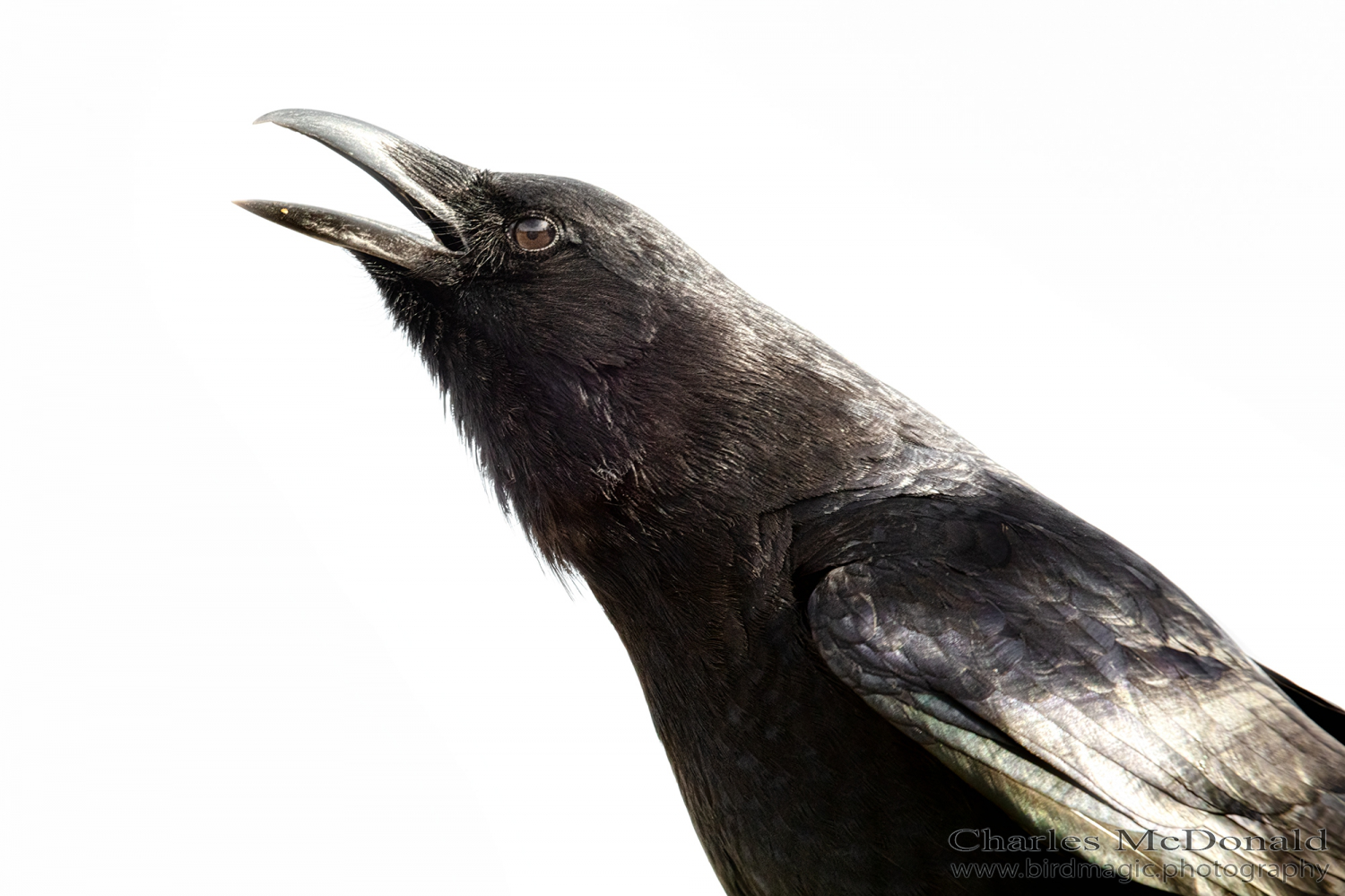 American Crow