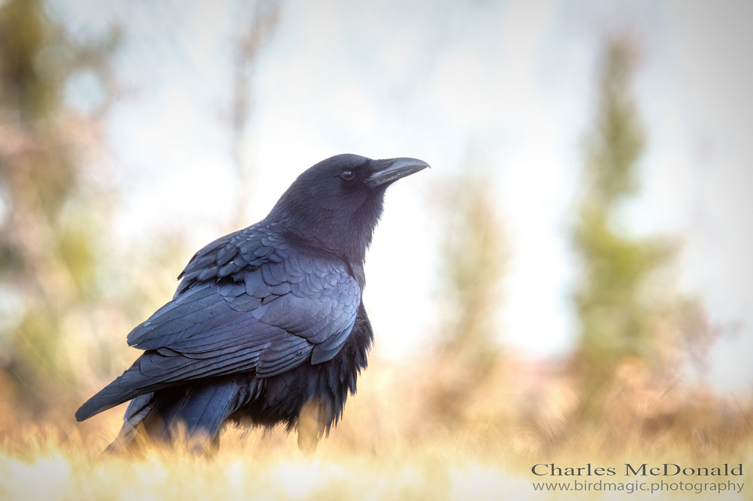 American Crow