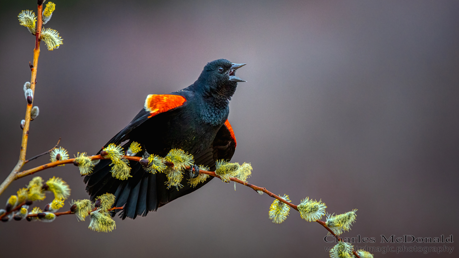 Red-winged Blackbird