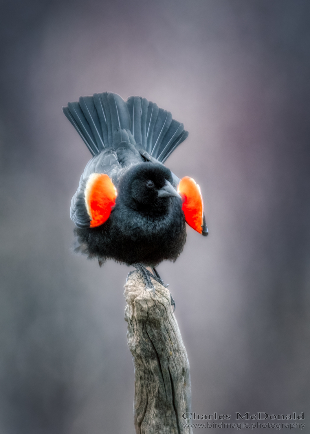 Red-winged Blackbird