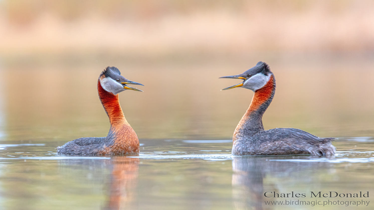 Red-necked Grebe