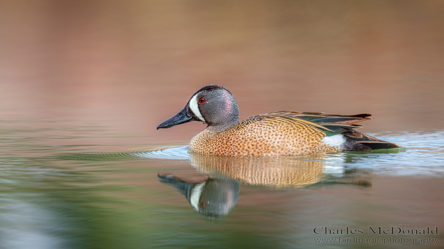 Blue-winged Teal