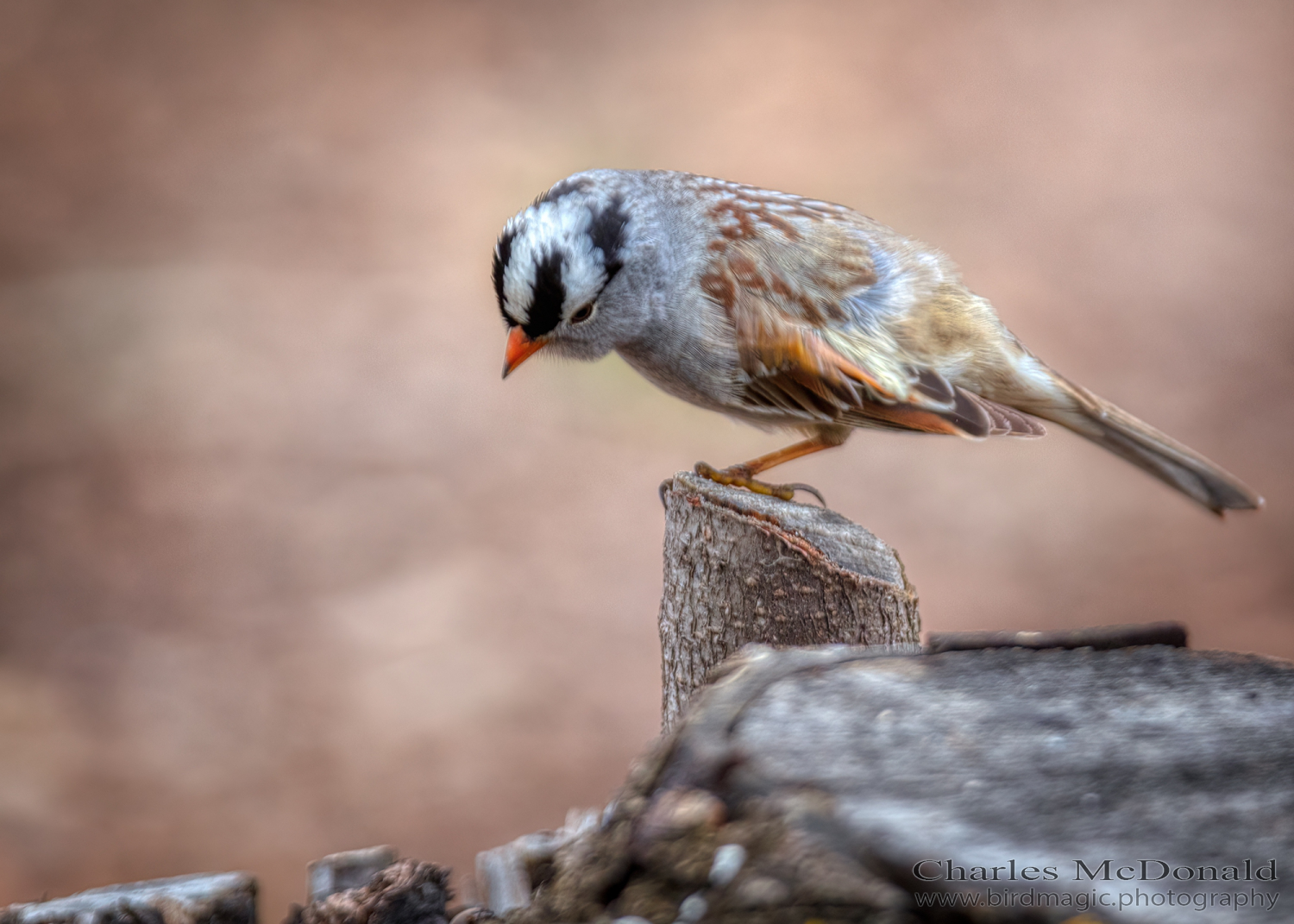 White-crowned Sparrow