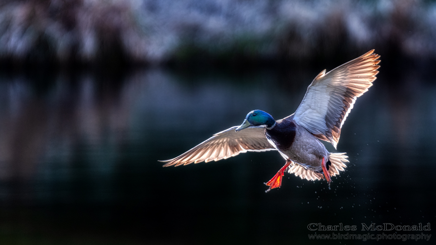 Mallard