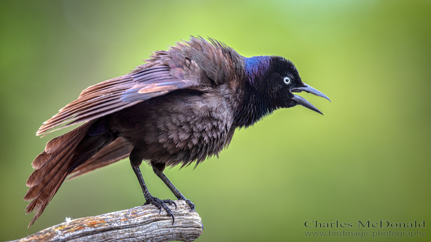 Common Grackle