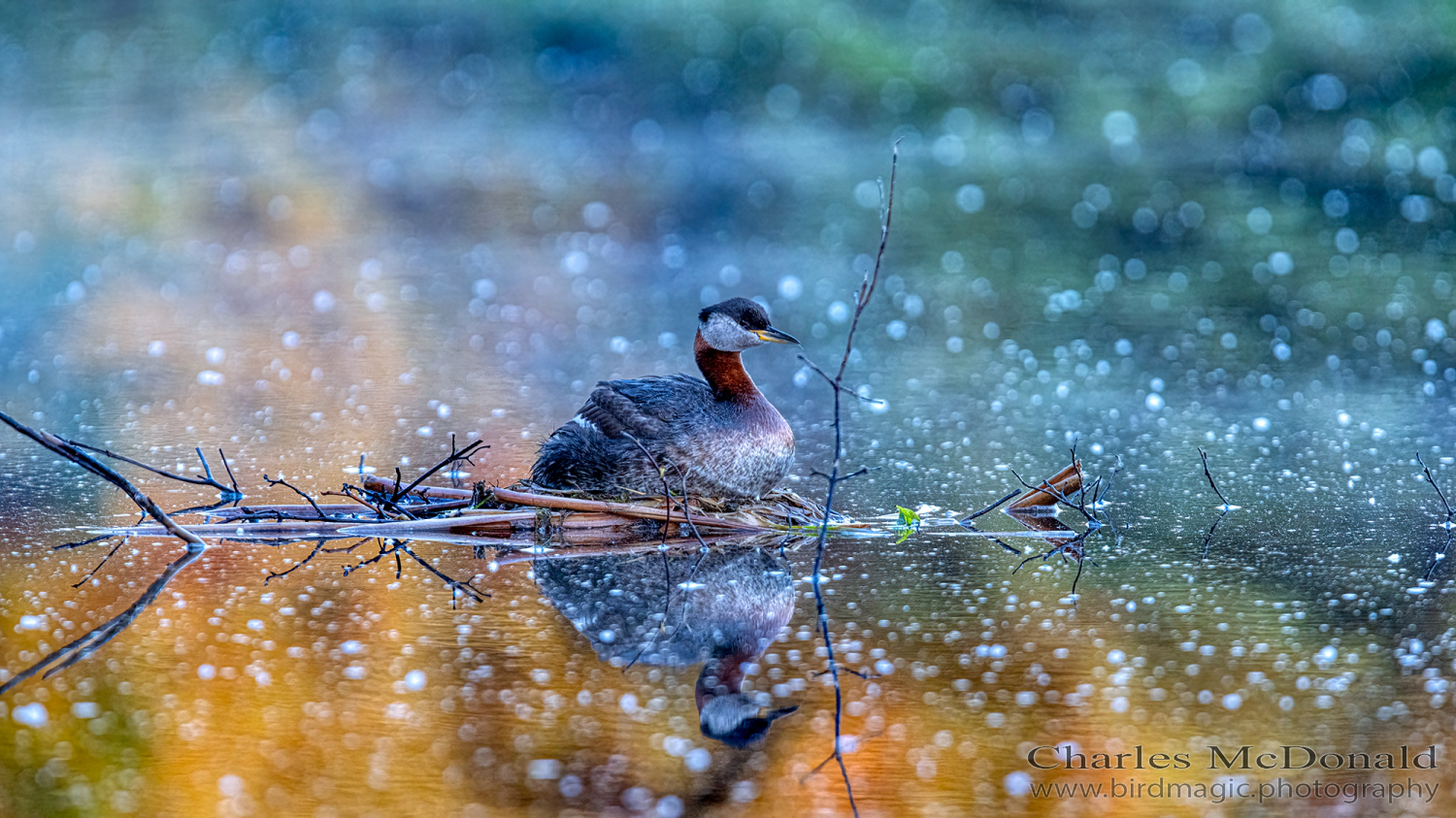 Red-necked Grebe