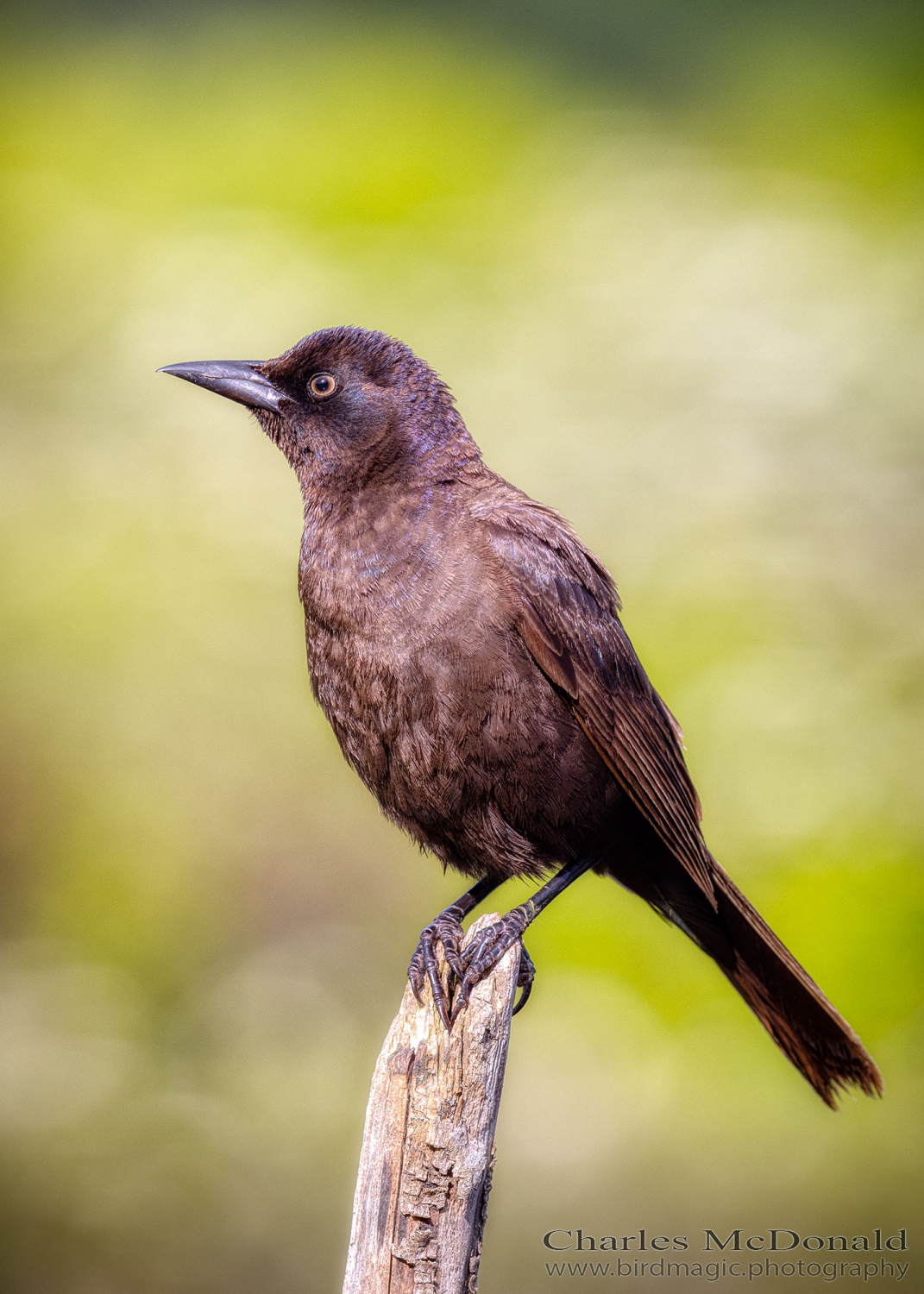 Common Grackle