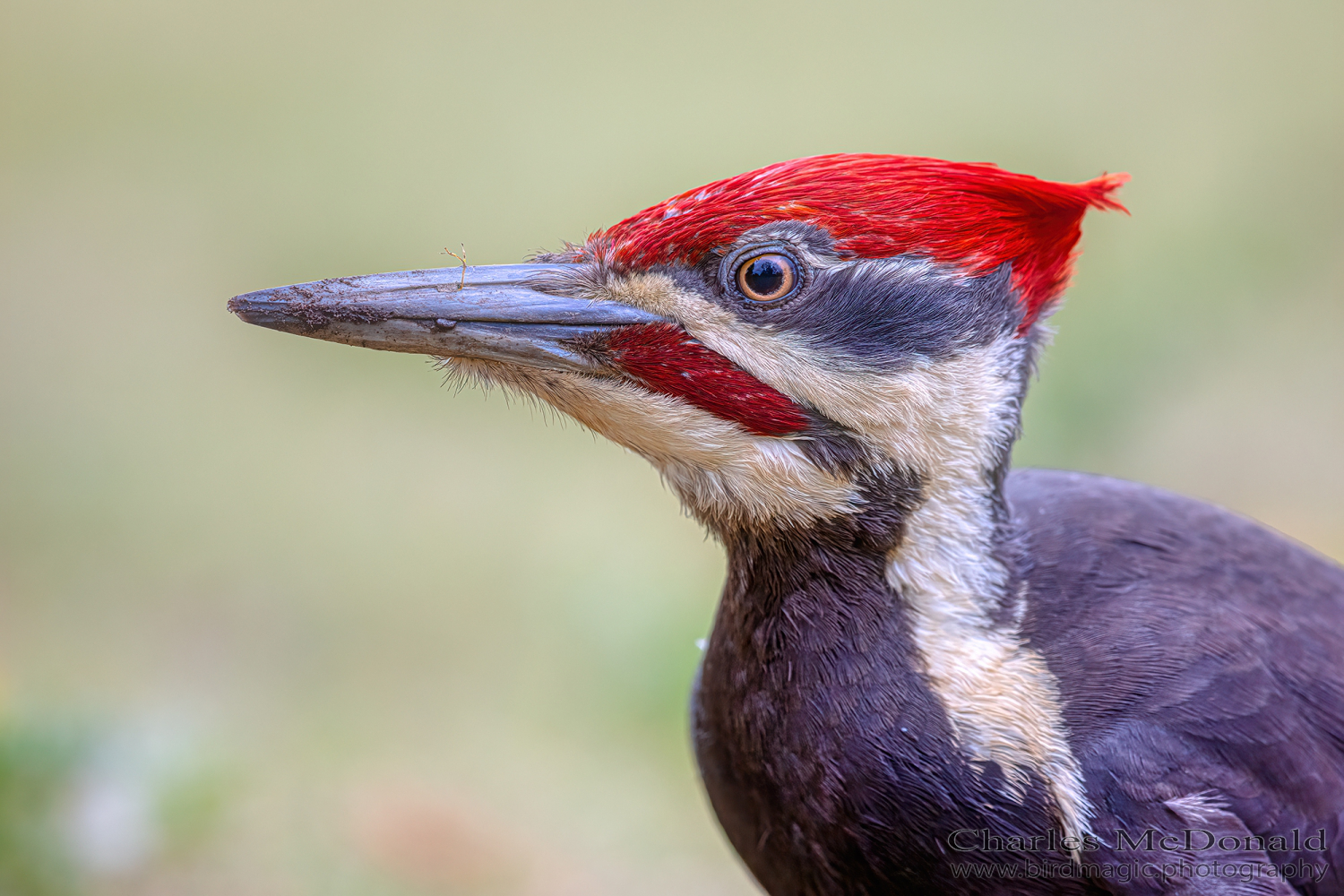 Pileated Woodpecker