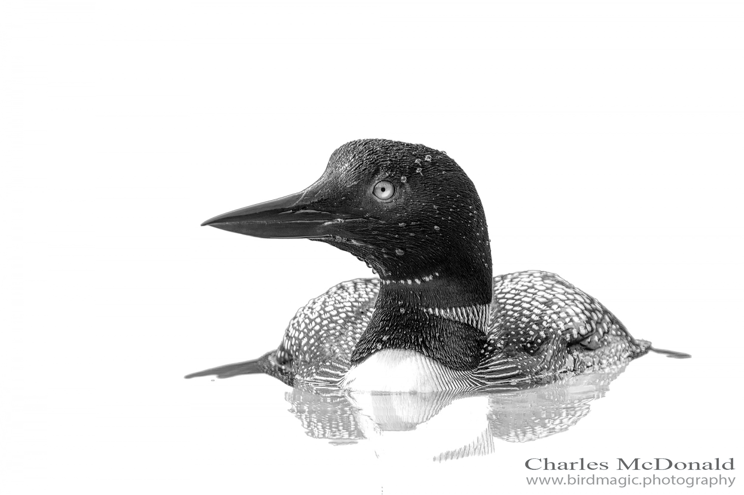 Common Loon