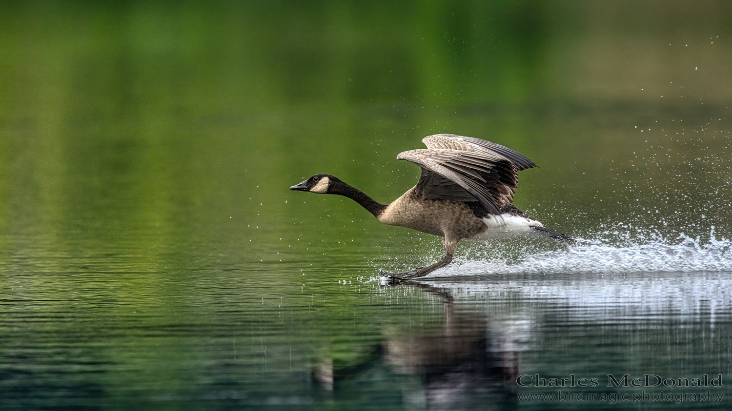 Canada Goose