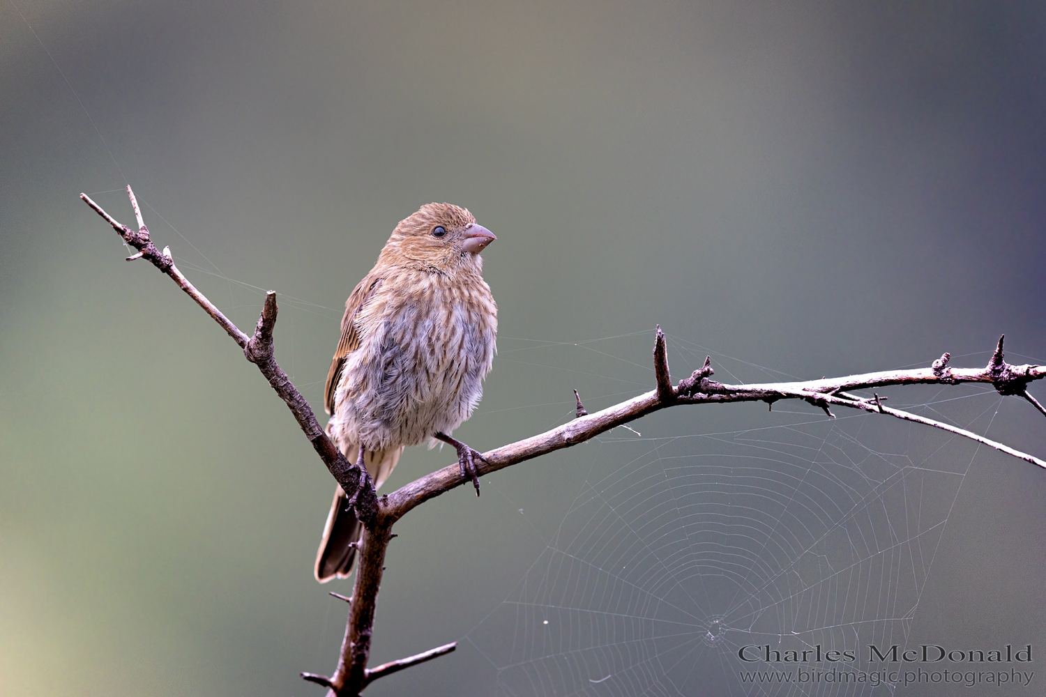 House Finch