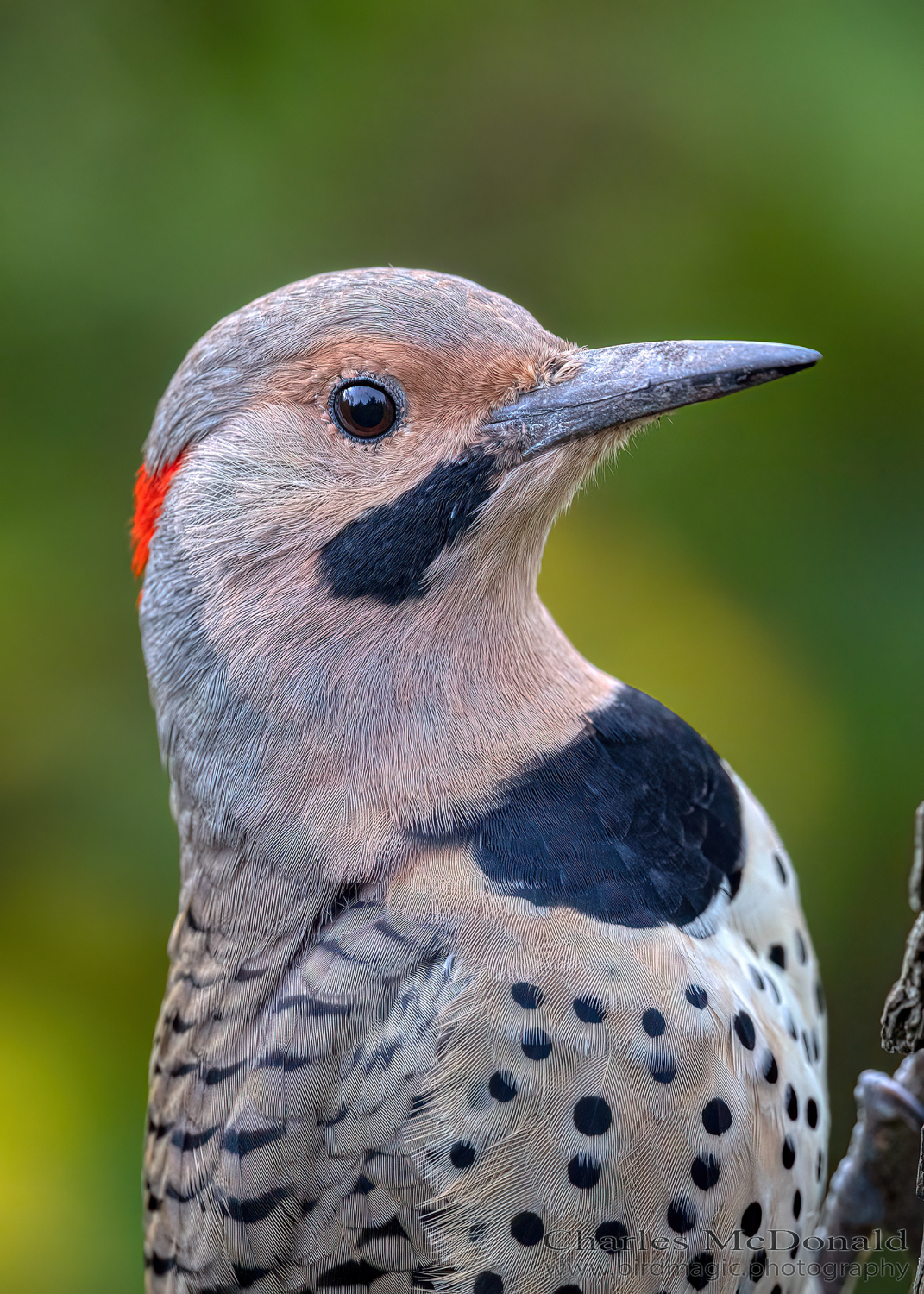 Northern Flicker