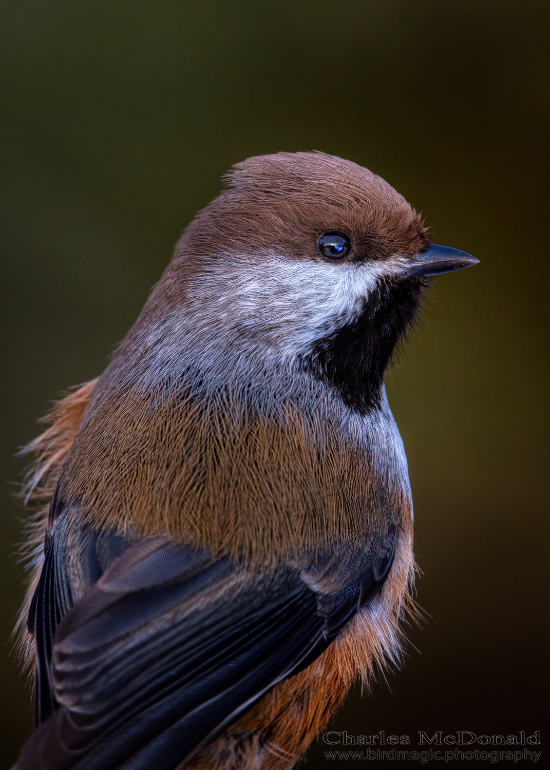 Boreal Chickadee