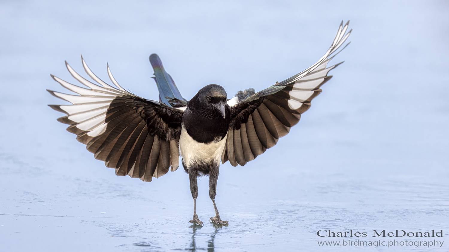 Black-billed Magpie