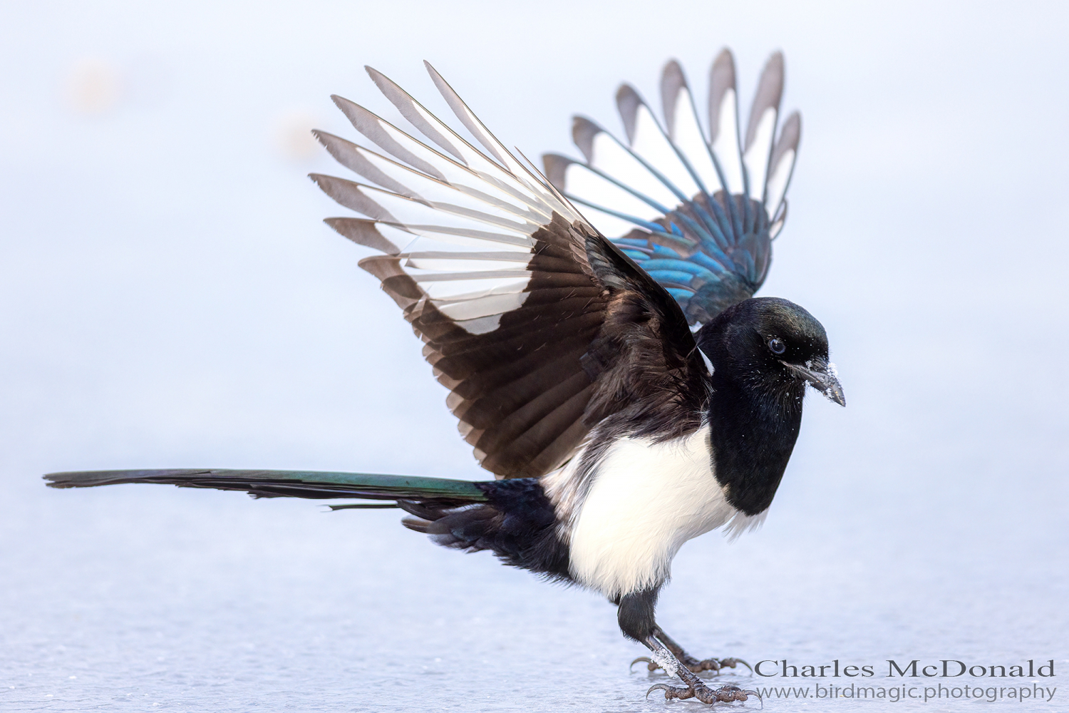 Black-billed Magpie