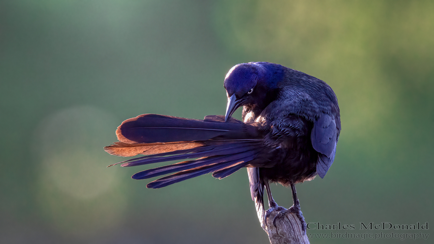 Common Grackle