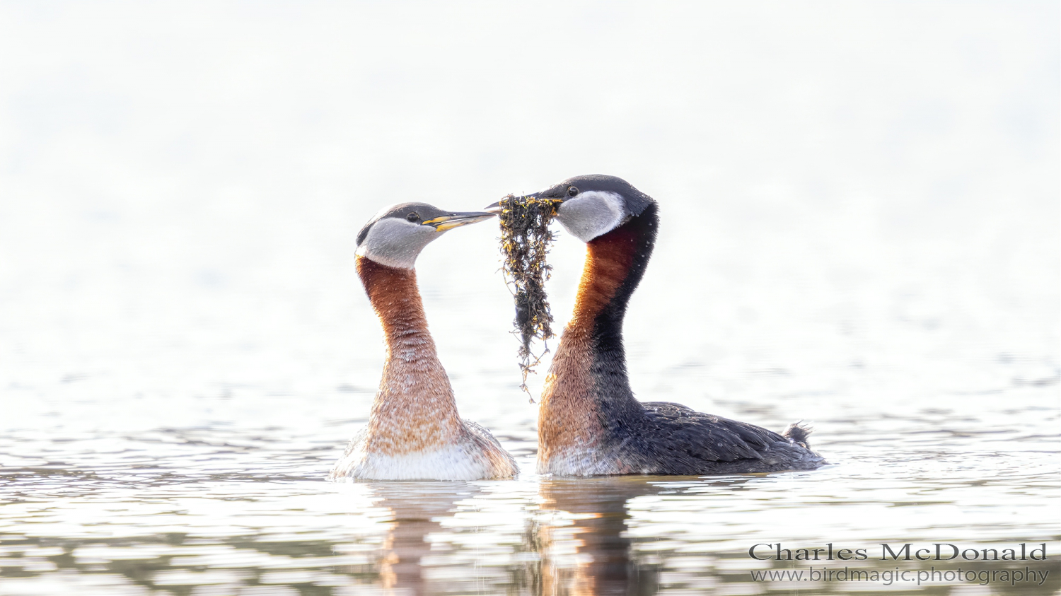Red-necked Grebe