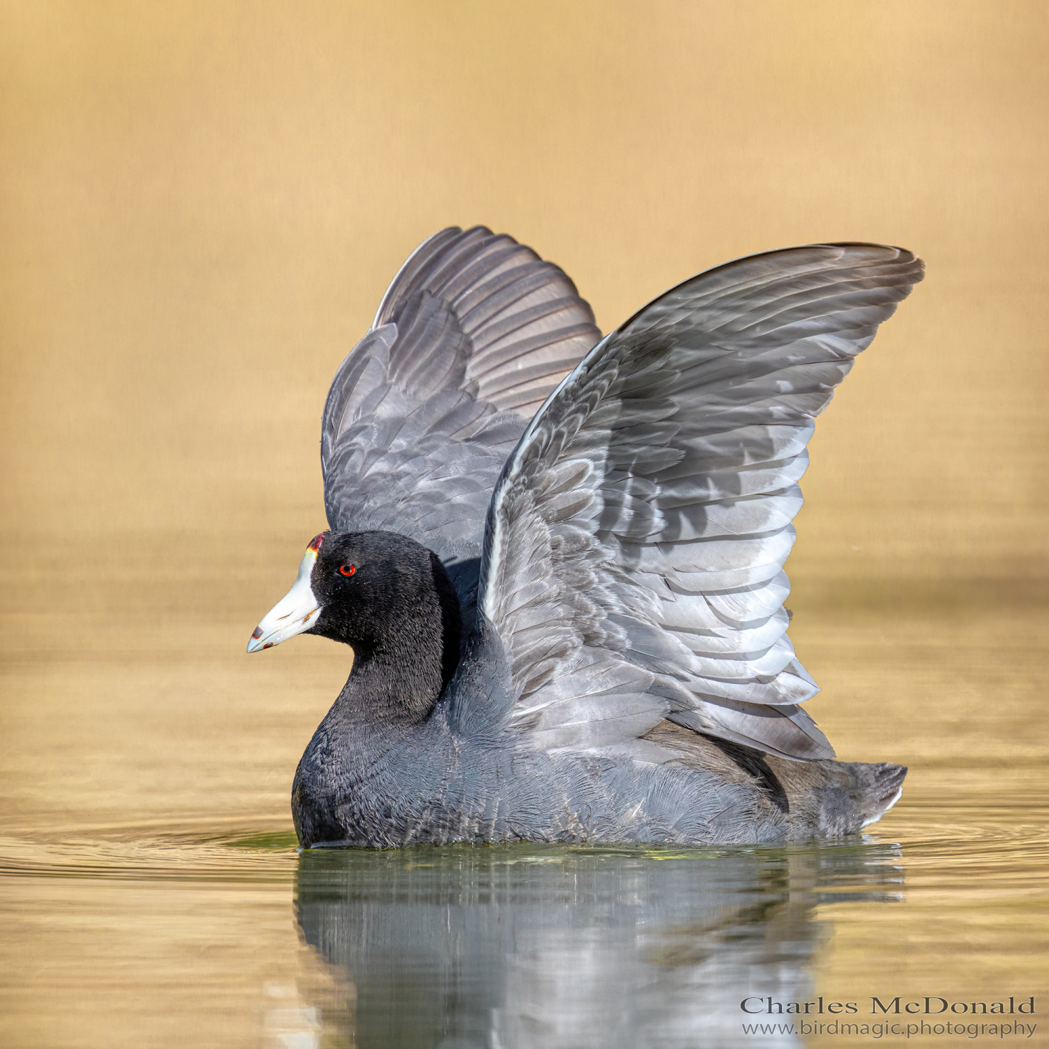 American Coot