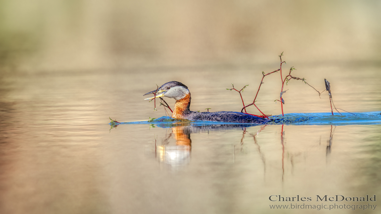 Red-necked Grebe