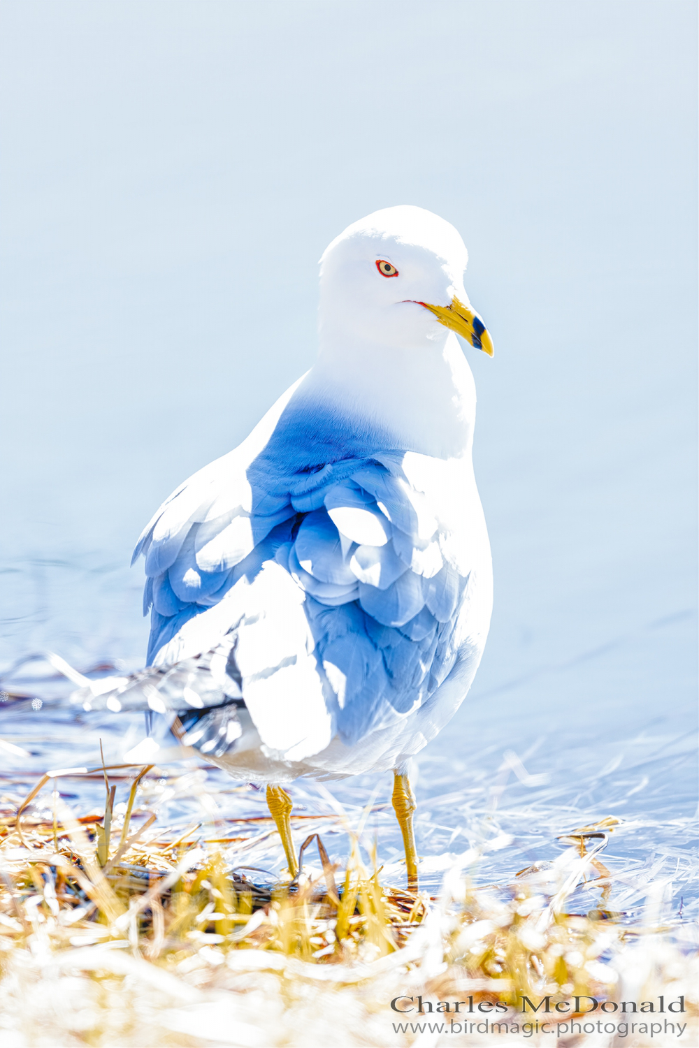 Ring-billed Gull