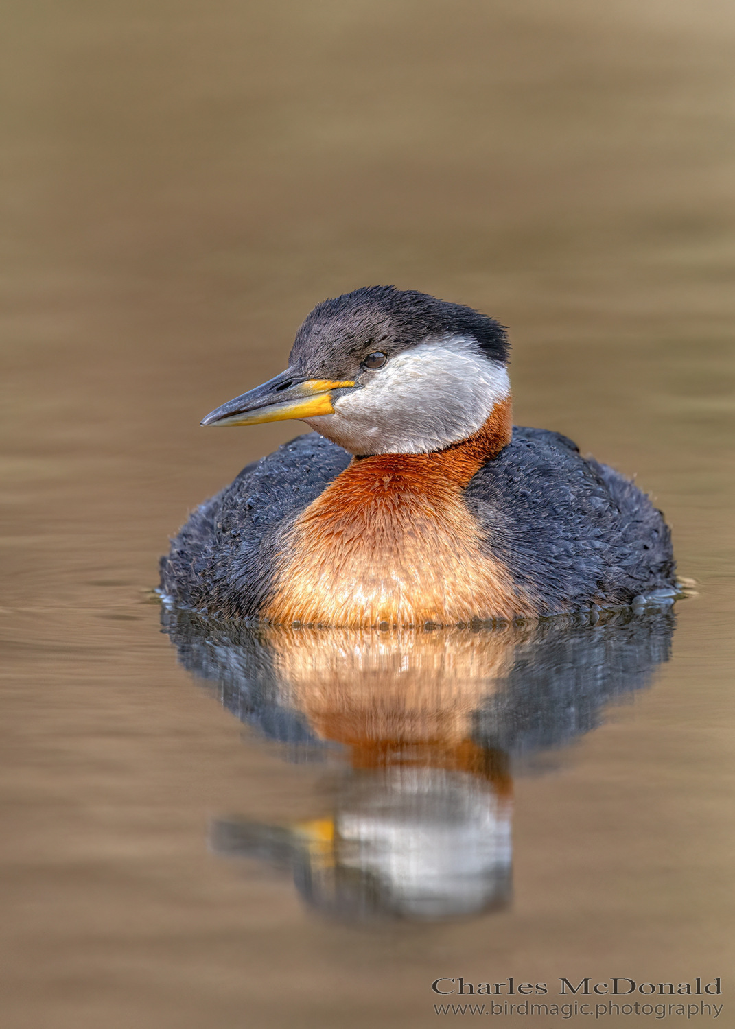 Red-necked Grebe