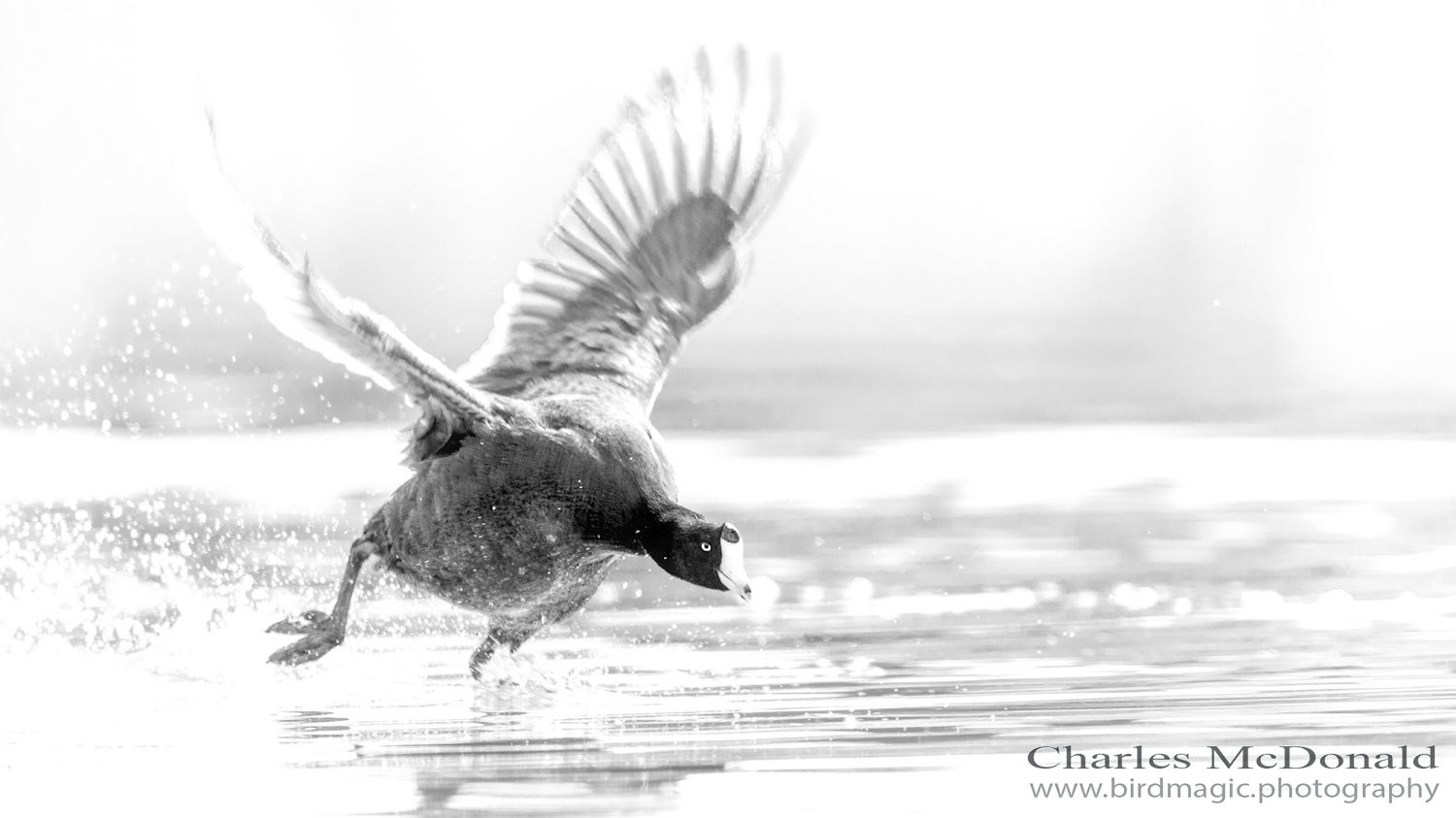 American Coot