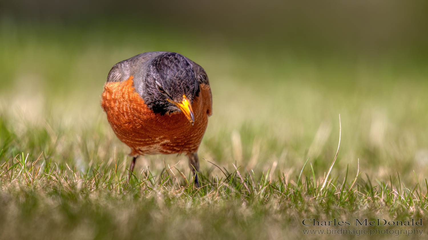 American Robin