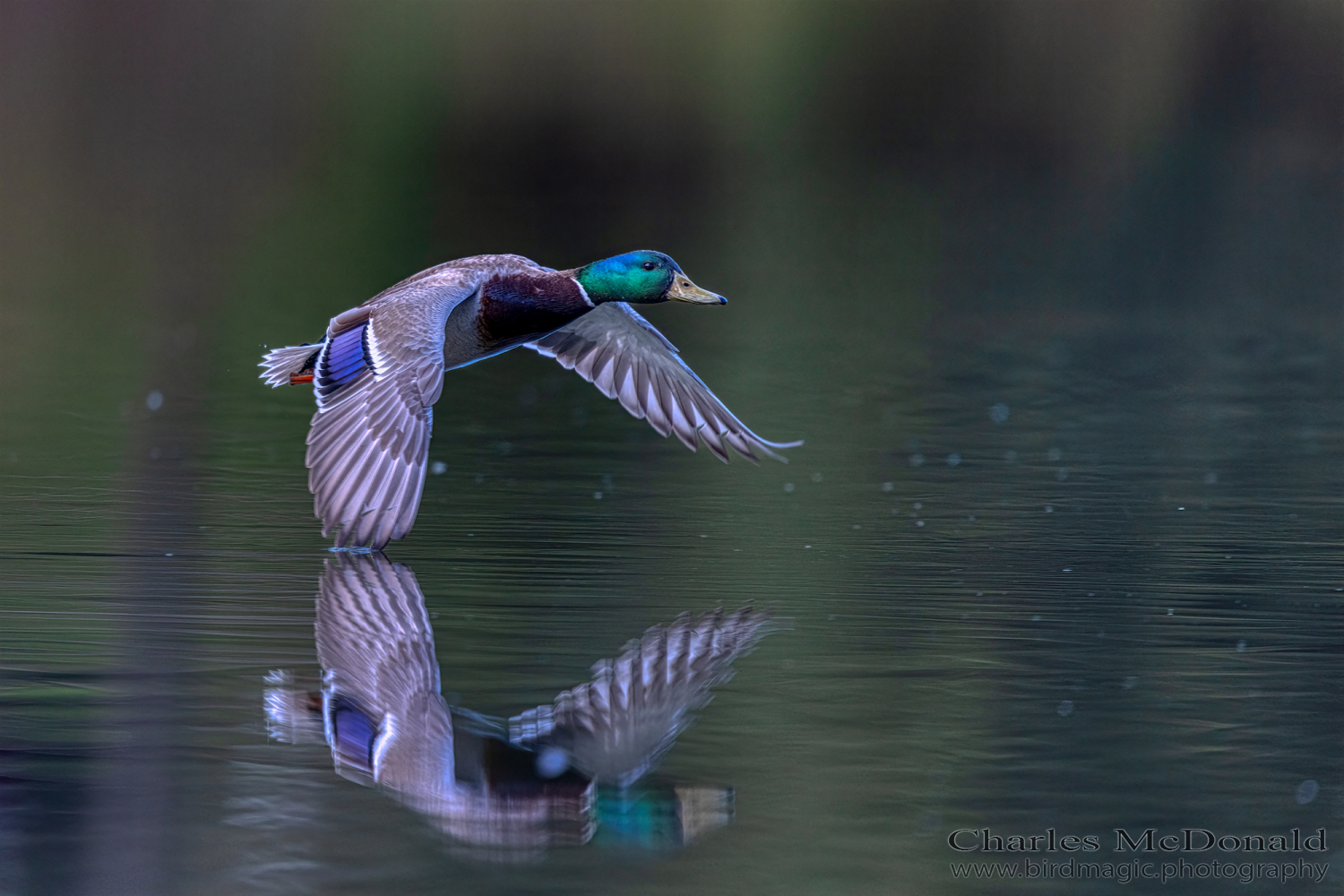 Mallard