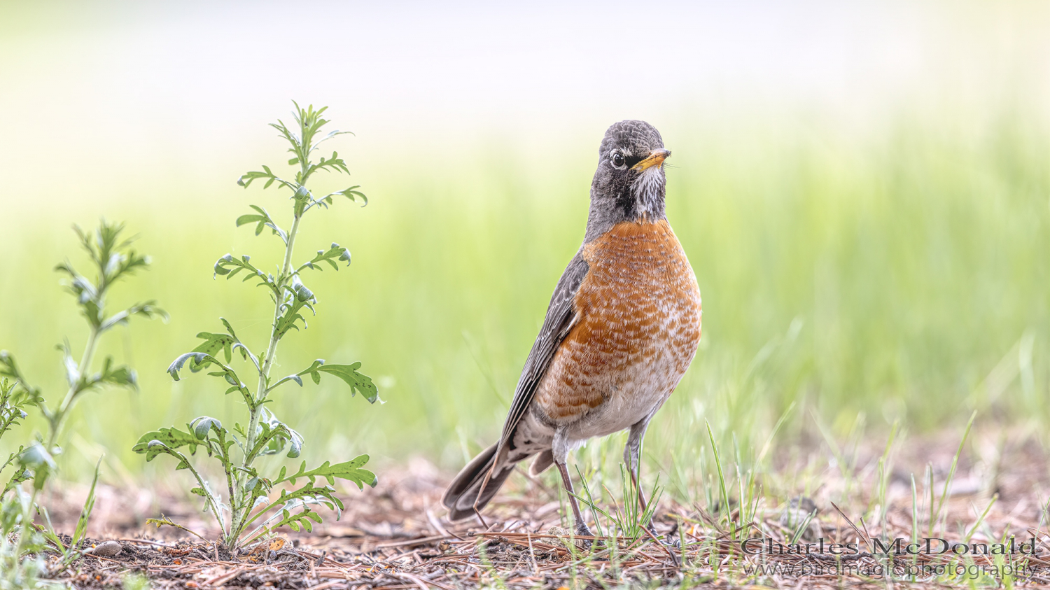 American Robin