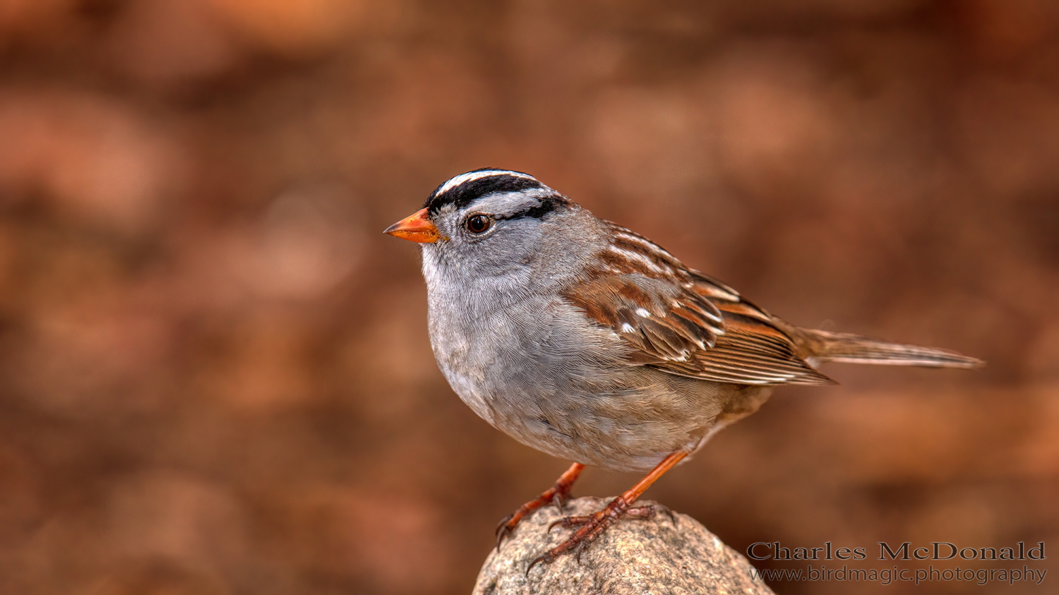 White-crowned Sparrow