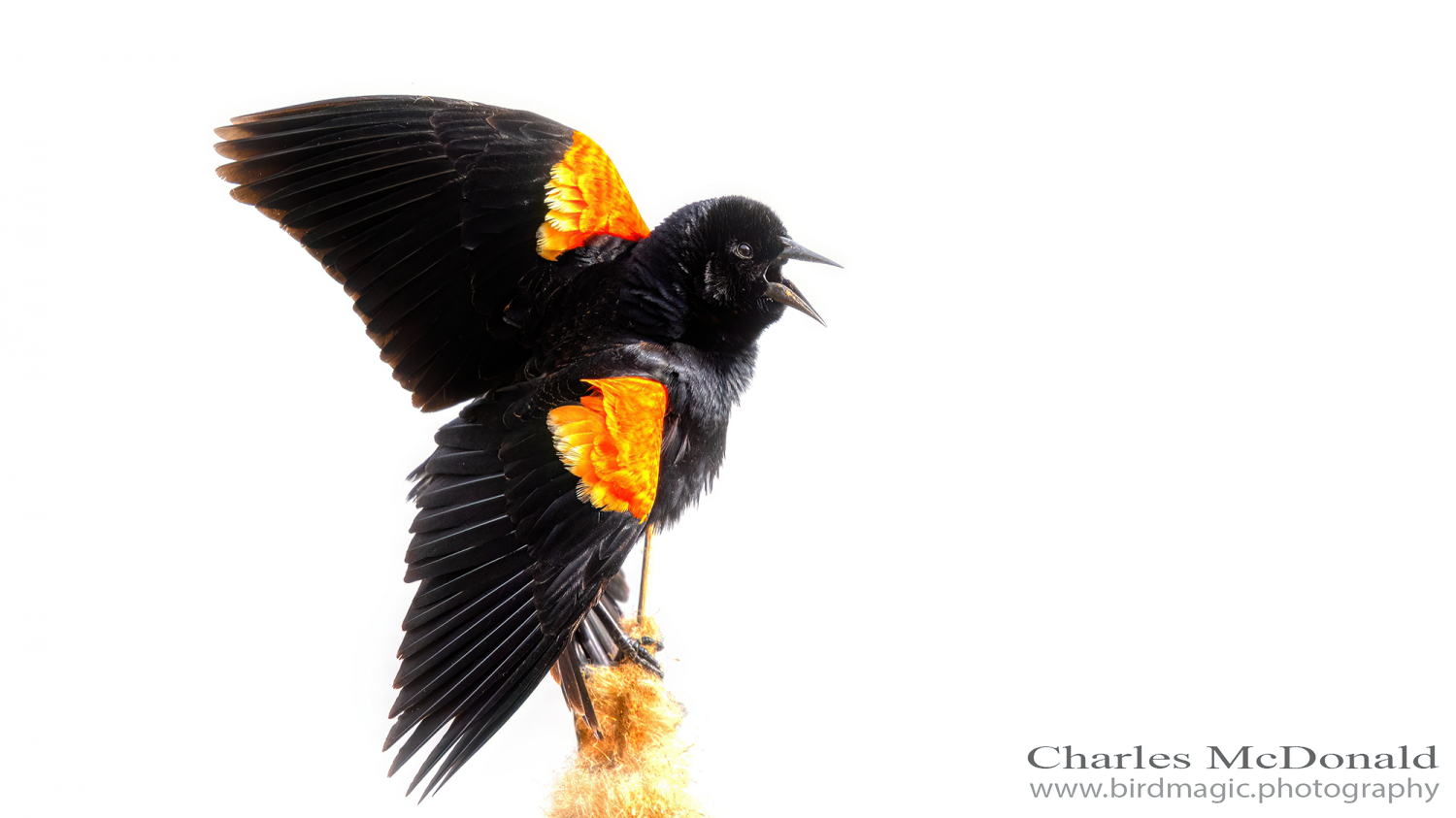 Red-winged Blackbird