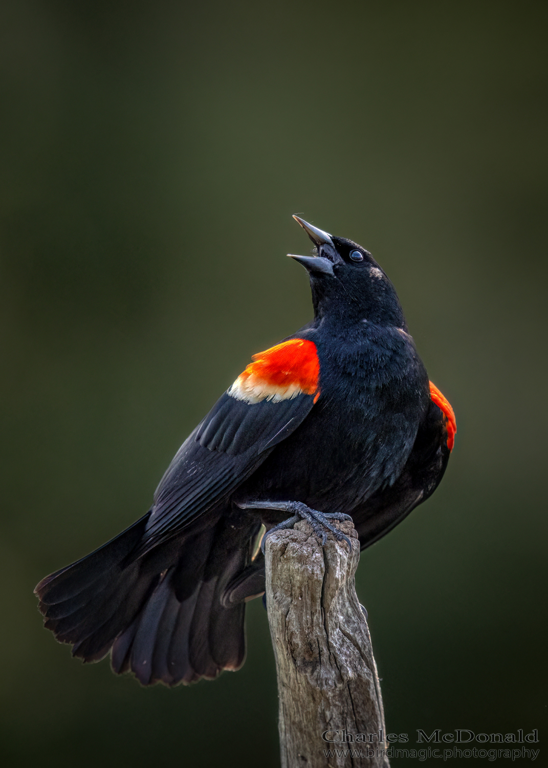 Red-winged Blackbird