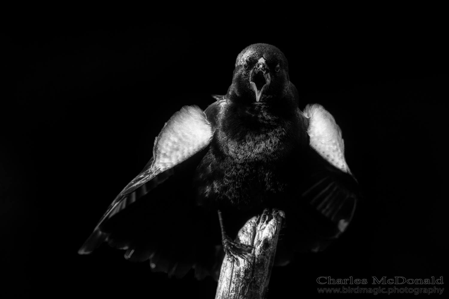 Red-winged Blackbird